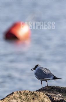 EA305814, Eastpress, Porvoo, Finland
